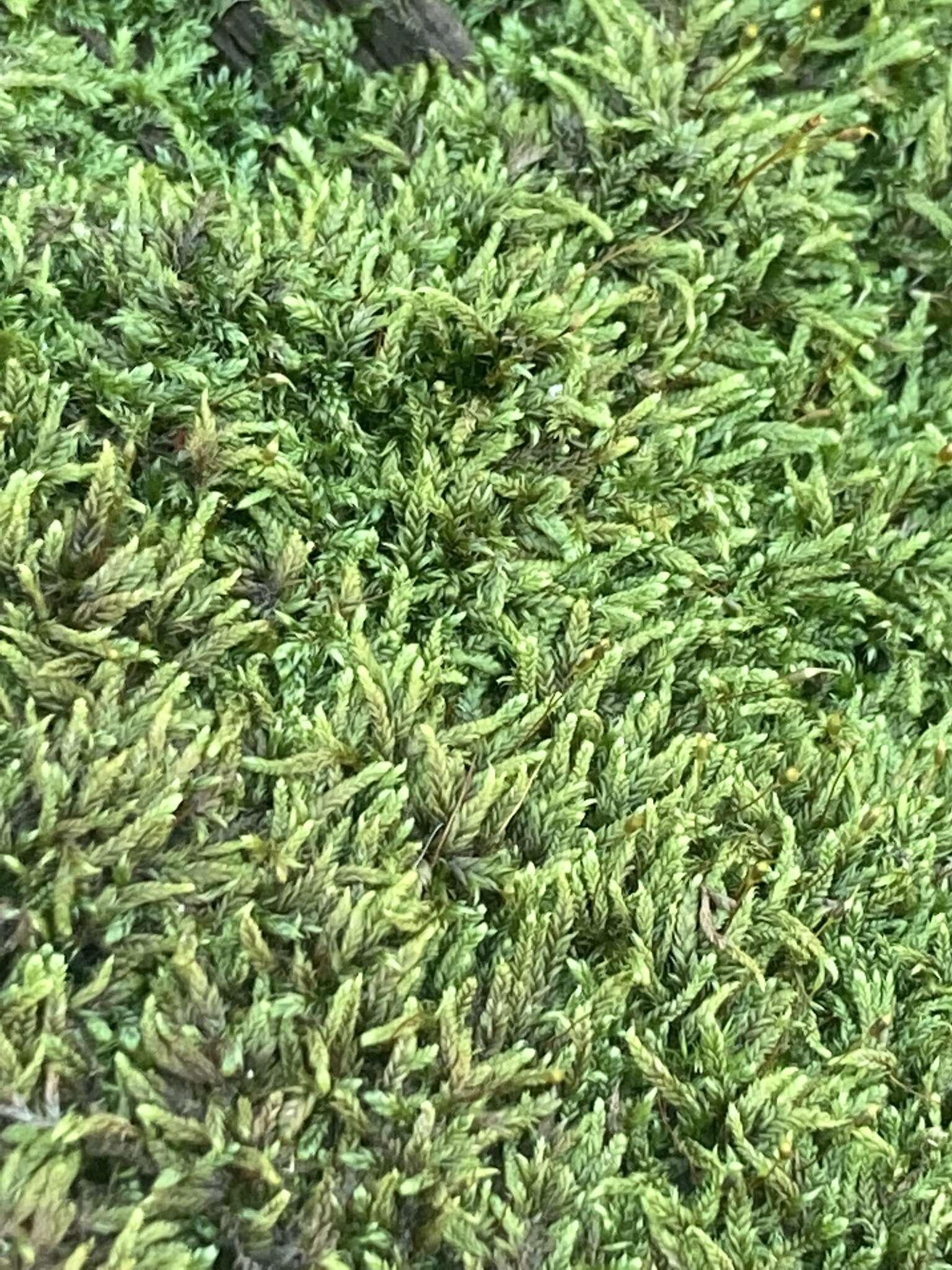 Image of pylaisiadelpha moss