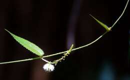 Image of Tragia involucrata L.