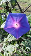 Imagem de Ipomoea indica (J. Burman) Merr.