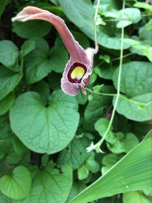 Image of Aristolochia foetida Kunth