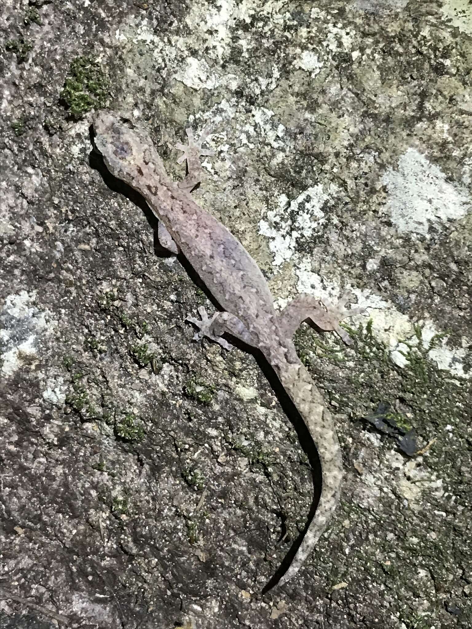 Image of Zig-zag Gecko
