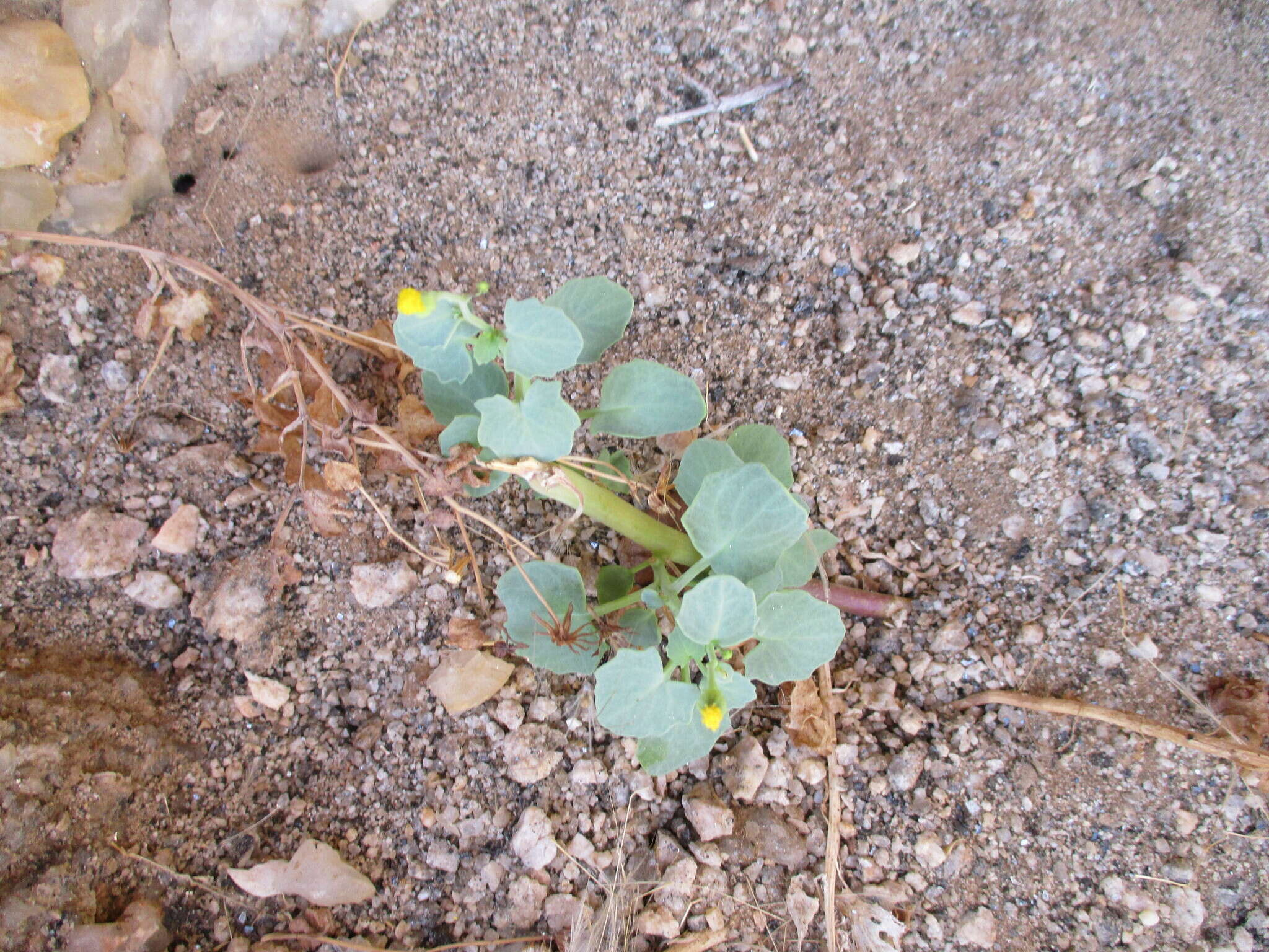 Sivun <i>Senecio engleranus</i> kuva