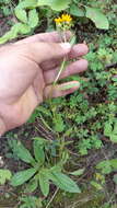 Image of San Pedro Matchweed