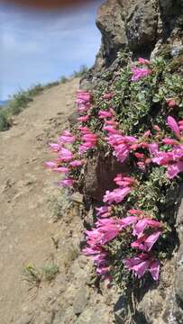 Image of cliff beardtongue