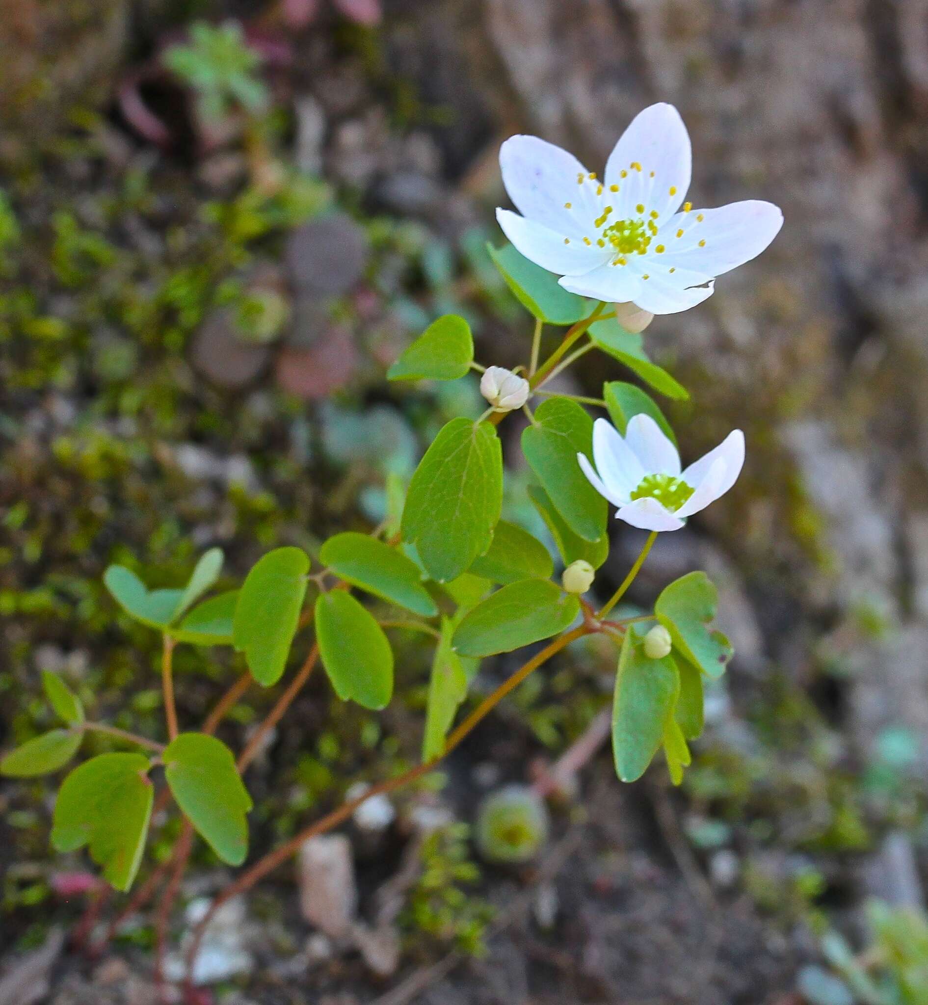 Image of Rue-Anemone