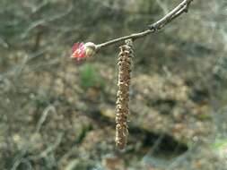 Image of Corylus sieboldiana var. mandshurica (Maxim.) C. K. Schneid.