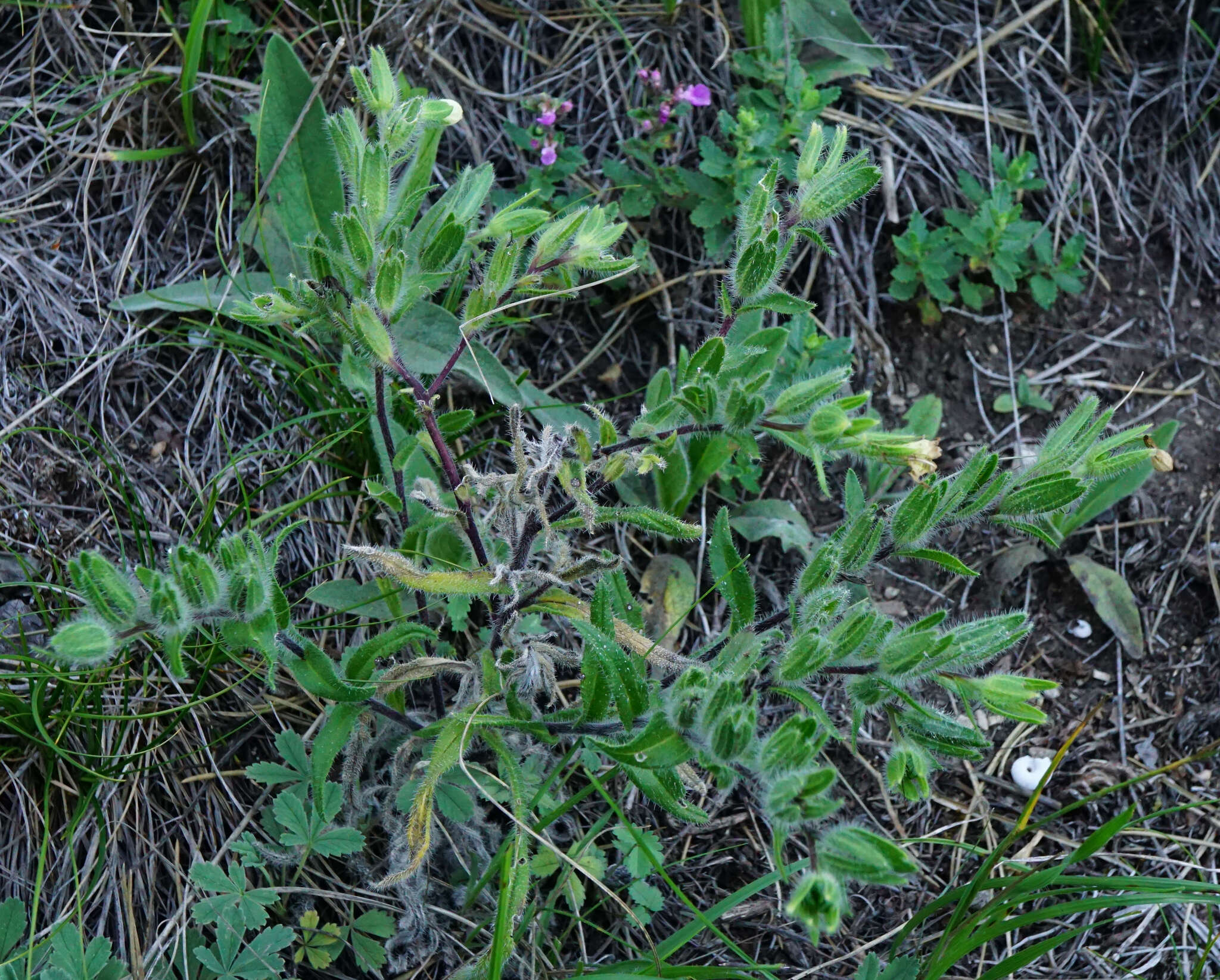 Image of Onosma visianii G. C. Clementi