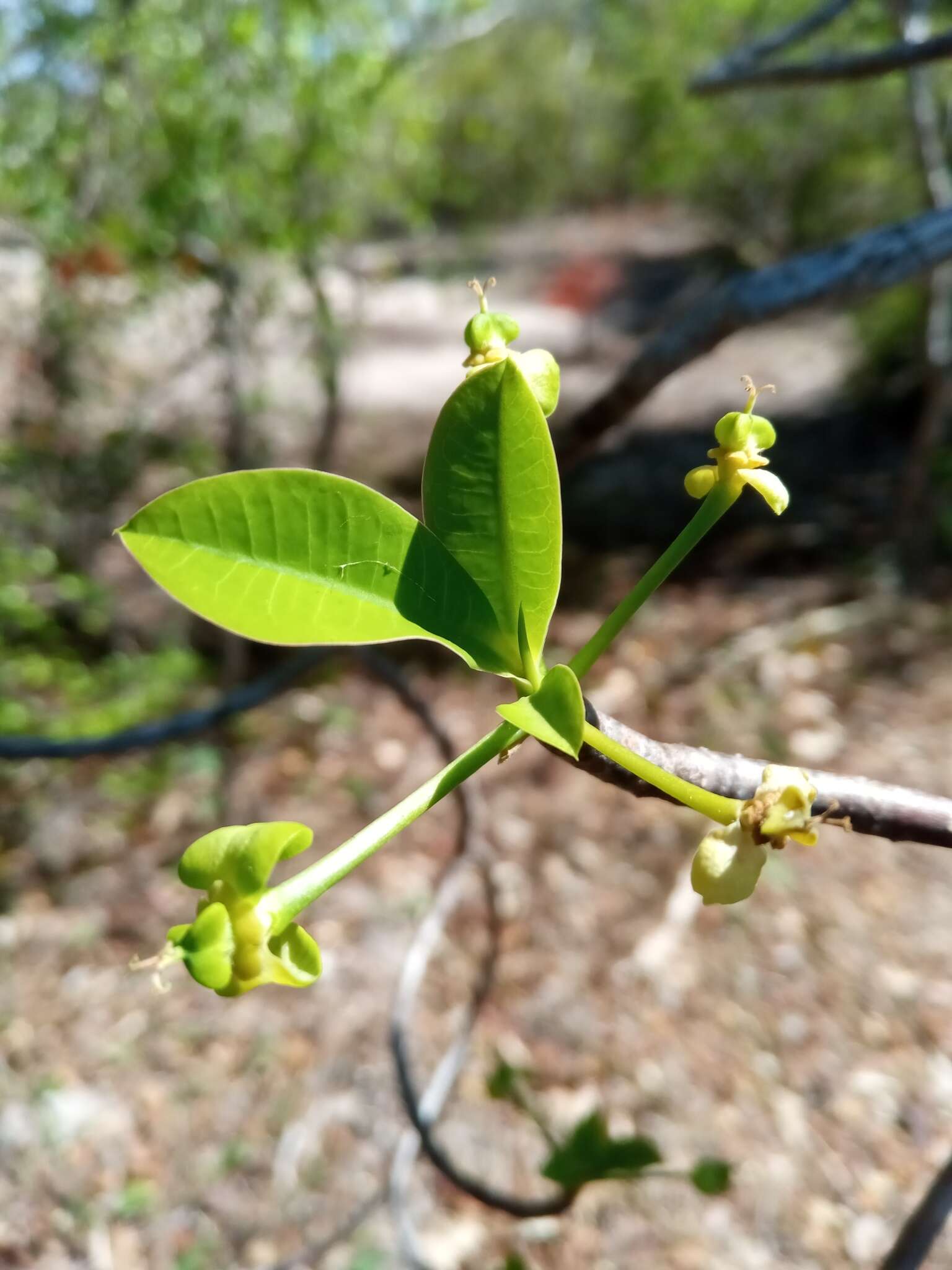 Image of Euphorbia aprica Baill.