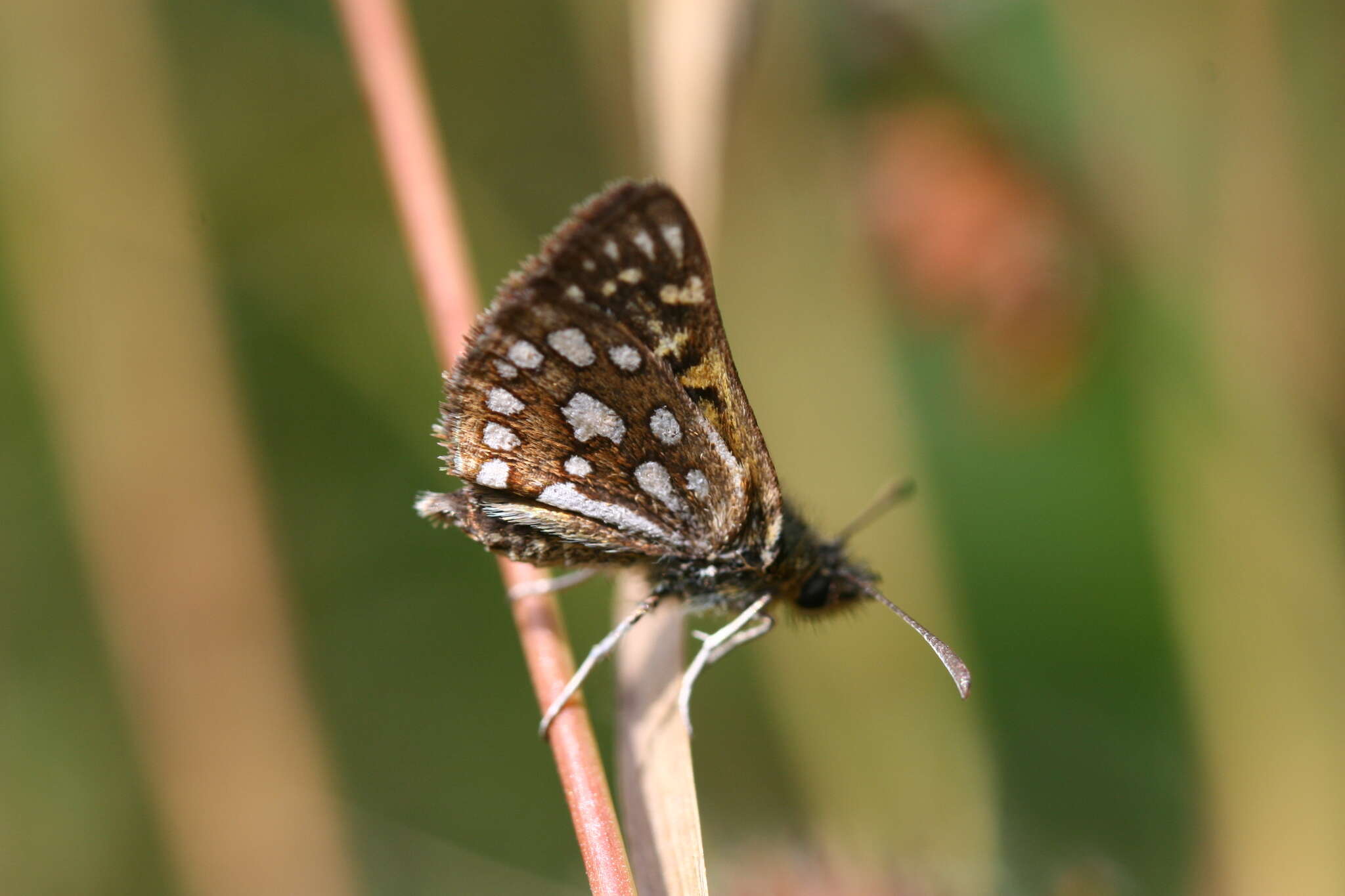 Image of Butleria elwesi Evans 1939