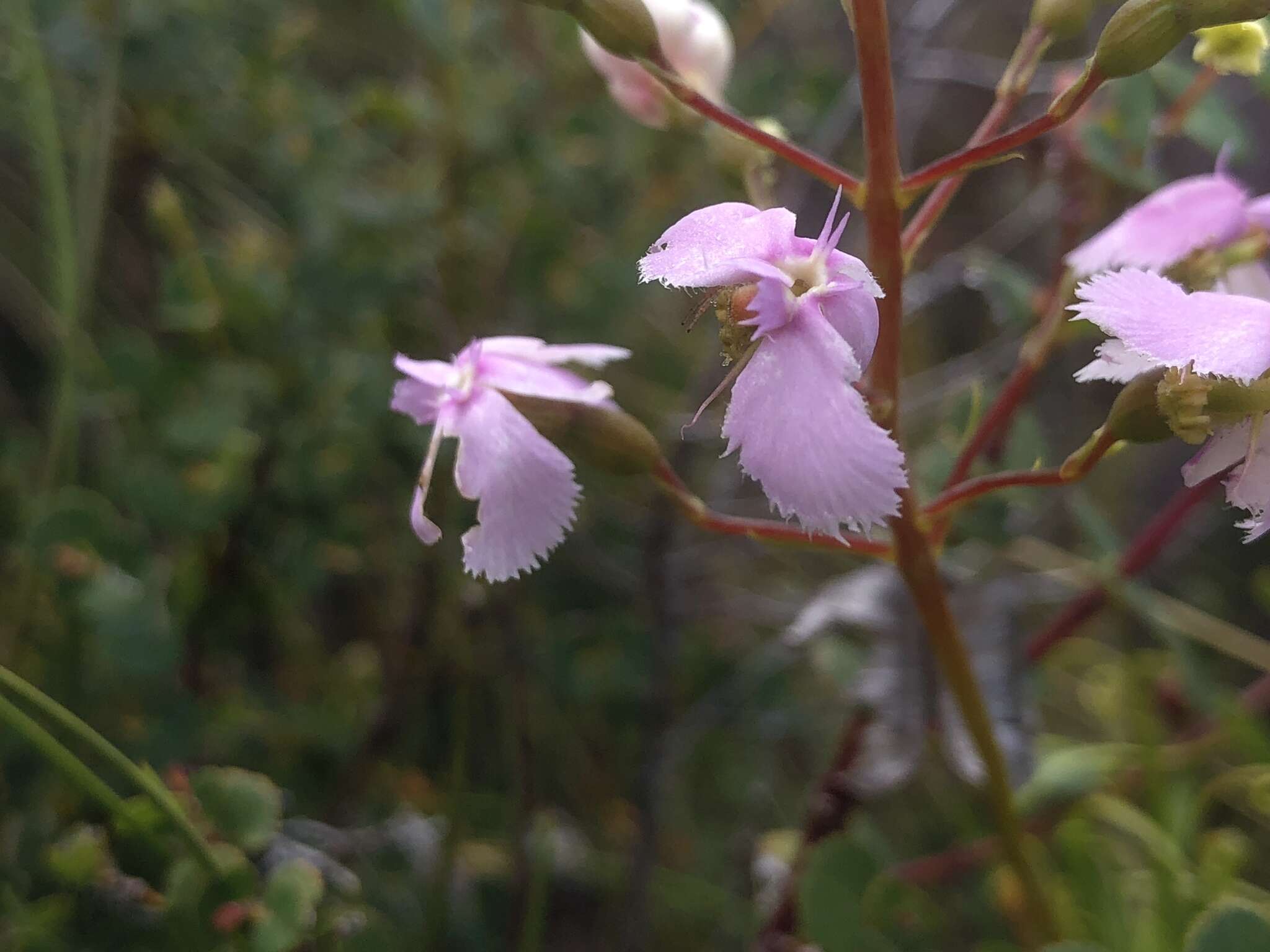 Image of Stylidium nymphaeum Wege