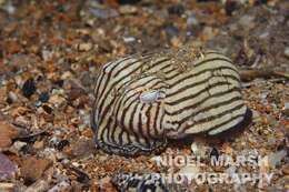 Image of Striped Pyjama Squid