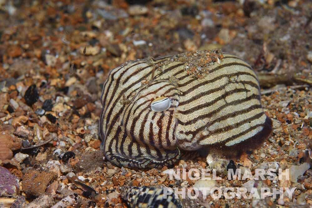 Image of Striped Pyjama Squid