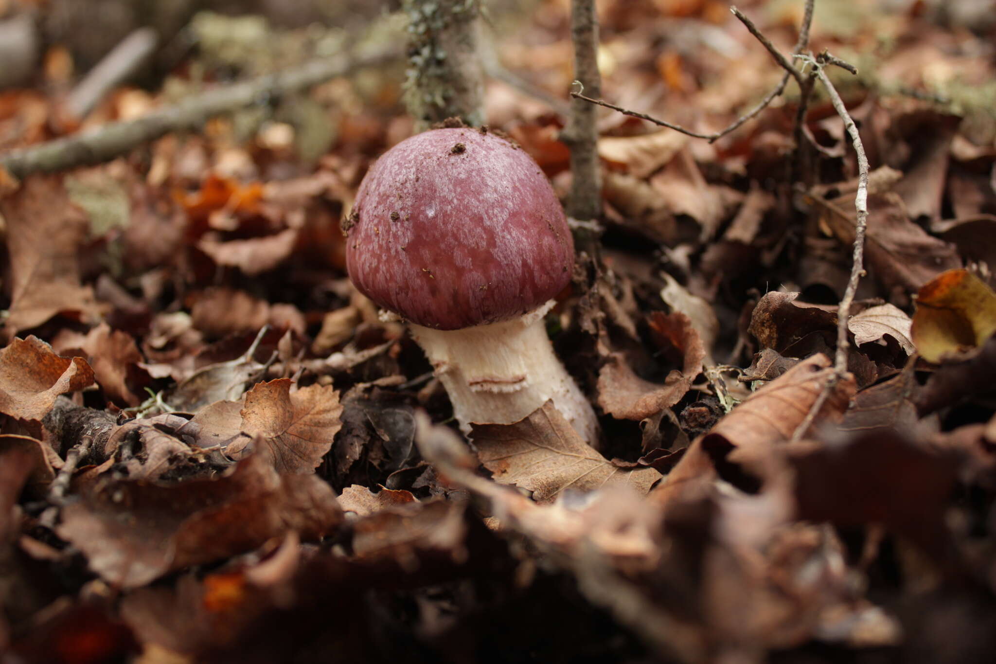 Image of Cortinarius lebre Garrido 1988