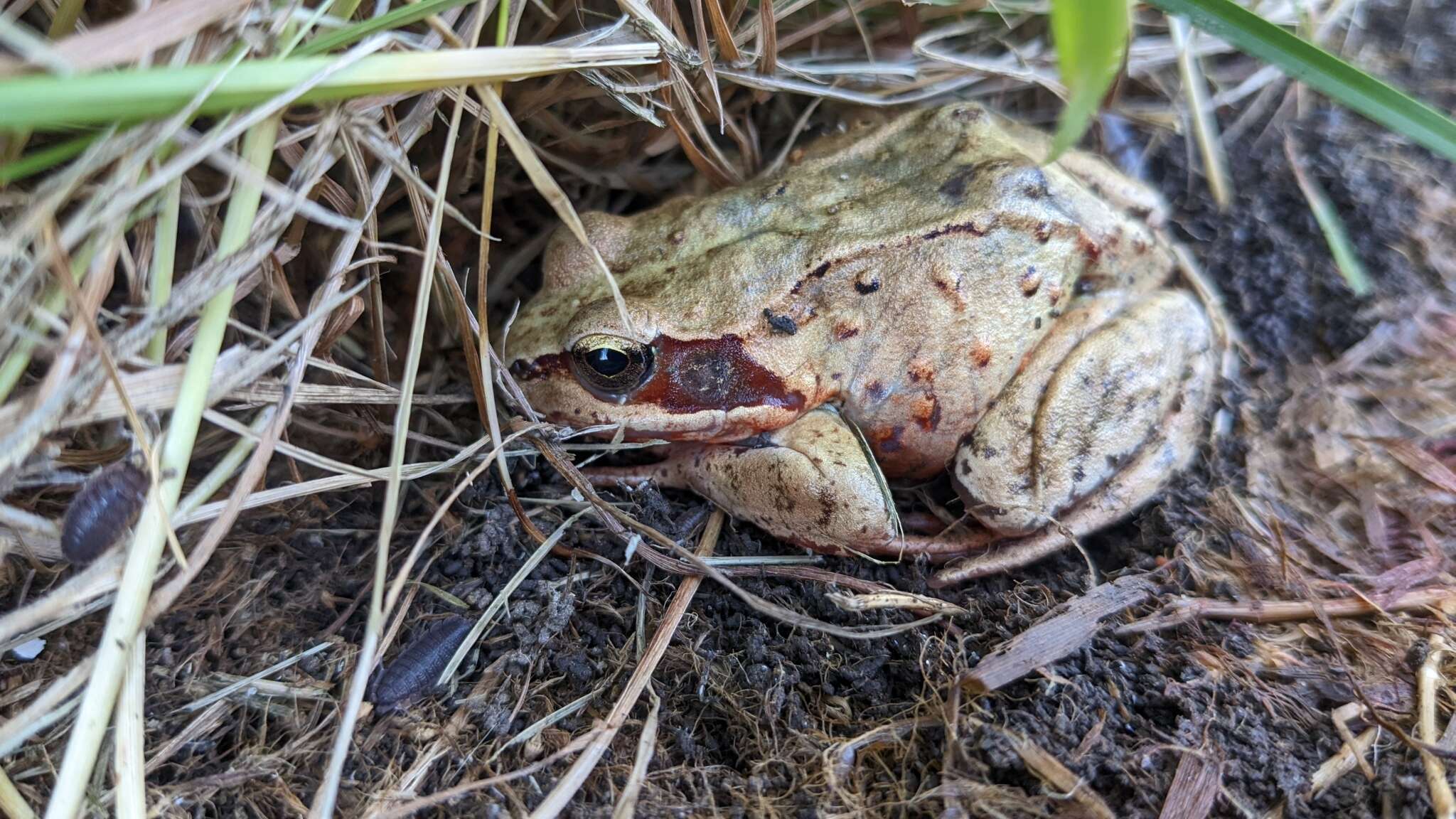 Image of Ezo Brown Frog