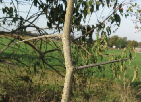 Plancia ëd Crataegus viridis var. glabriuscula (Sarg.) J. B. Phipps