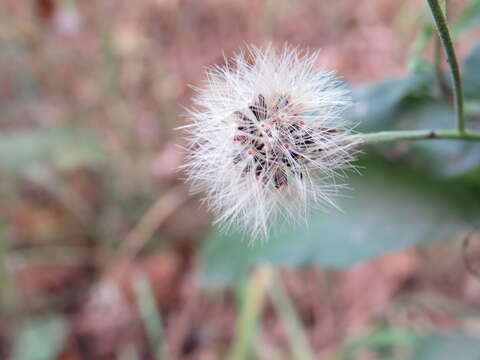 Image of New England hawkweed