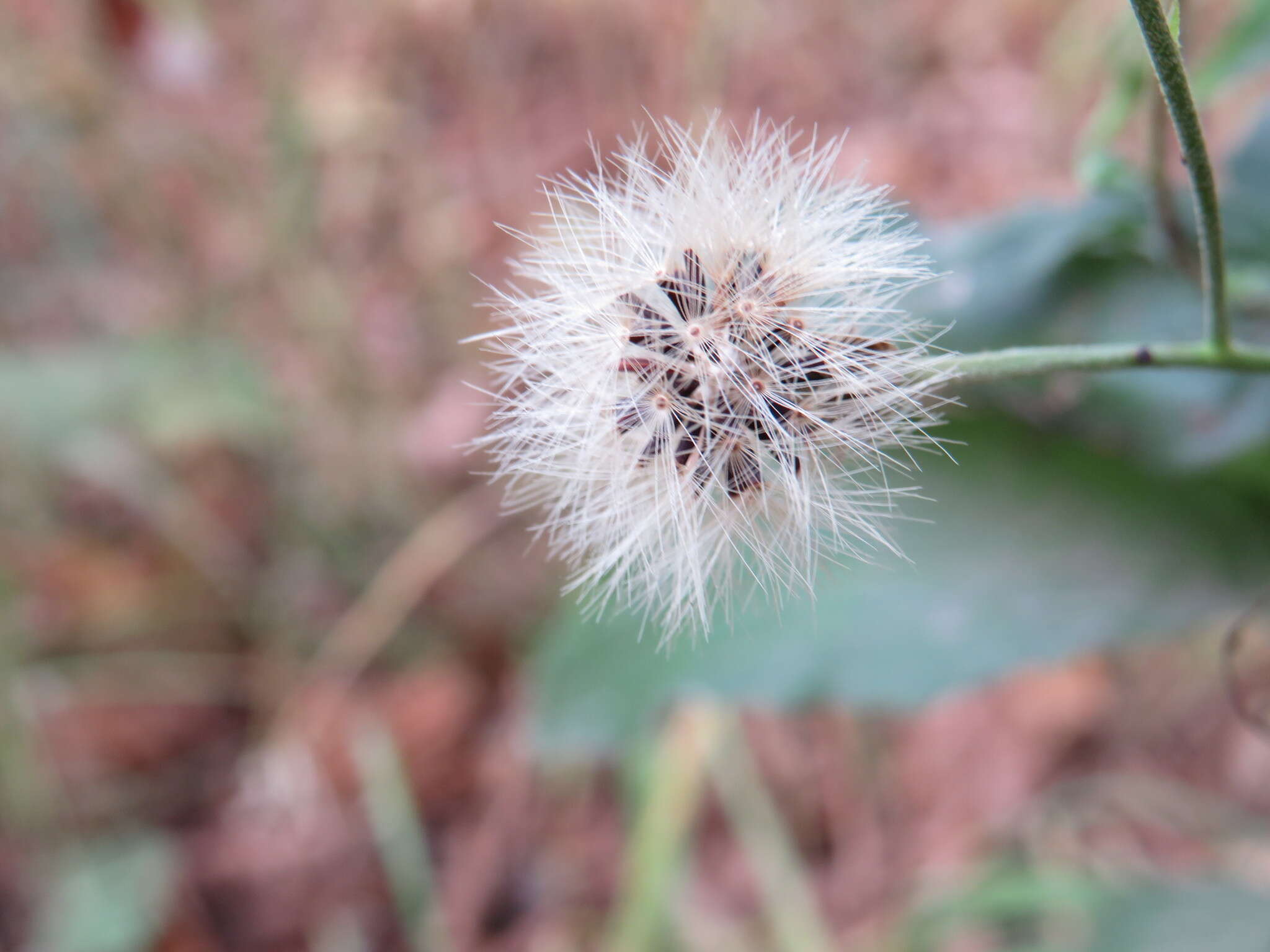 Image of New England hawkweed