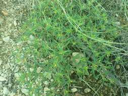 Image of Sonoran chinchweed