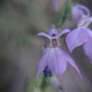 Image of Lobelia jaliscensis McVaugh