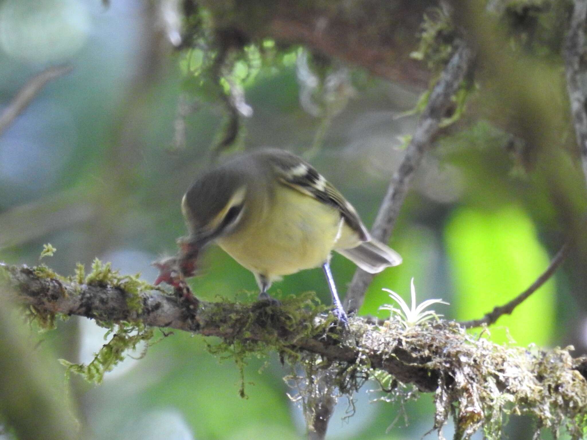 Plancia ëd Vireo carmioli Baird & SF 1866