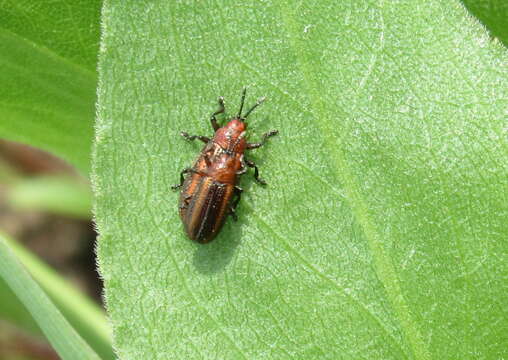 Microrhopala vittata (Fabricius 1798)的圖片