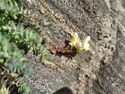 Plancia ëd Linaria polygalifolia subsp. aguillonensis (García Mart.) S. Castroviejo & E. Lago