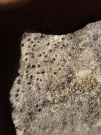 Image of wart lichen