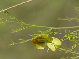 Sivun Brongniartia minutifolia S. Watson kuva