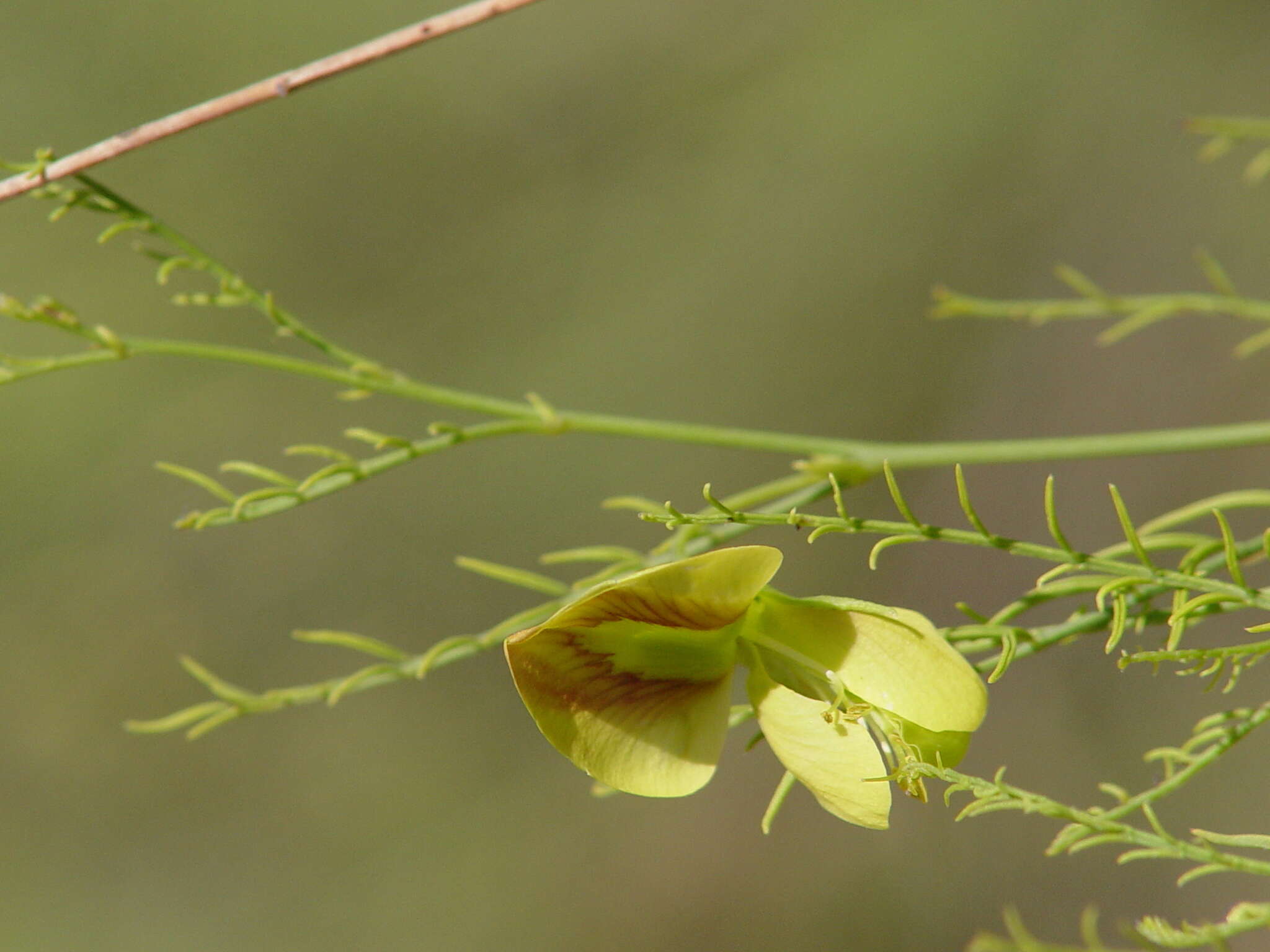 Image de Brongniartia minutifolia S. Watson