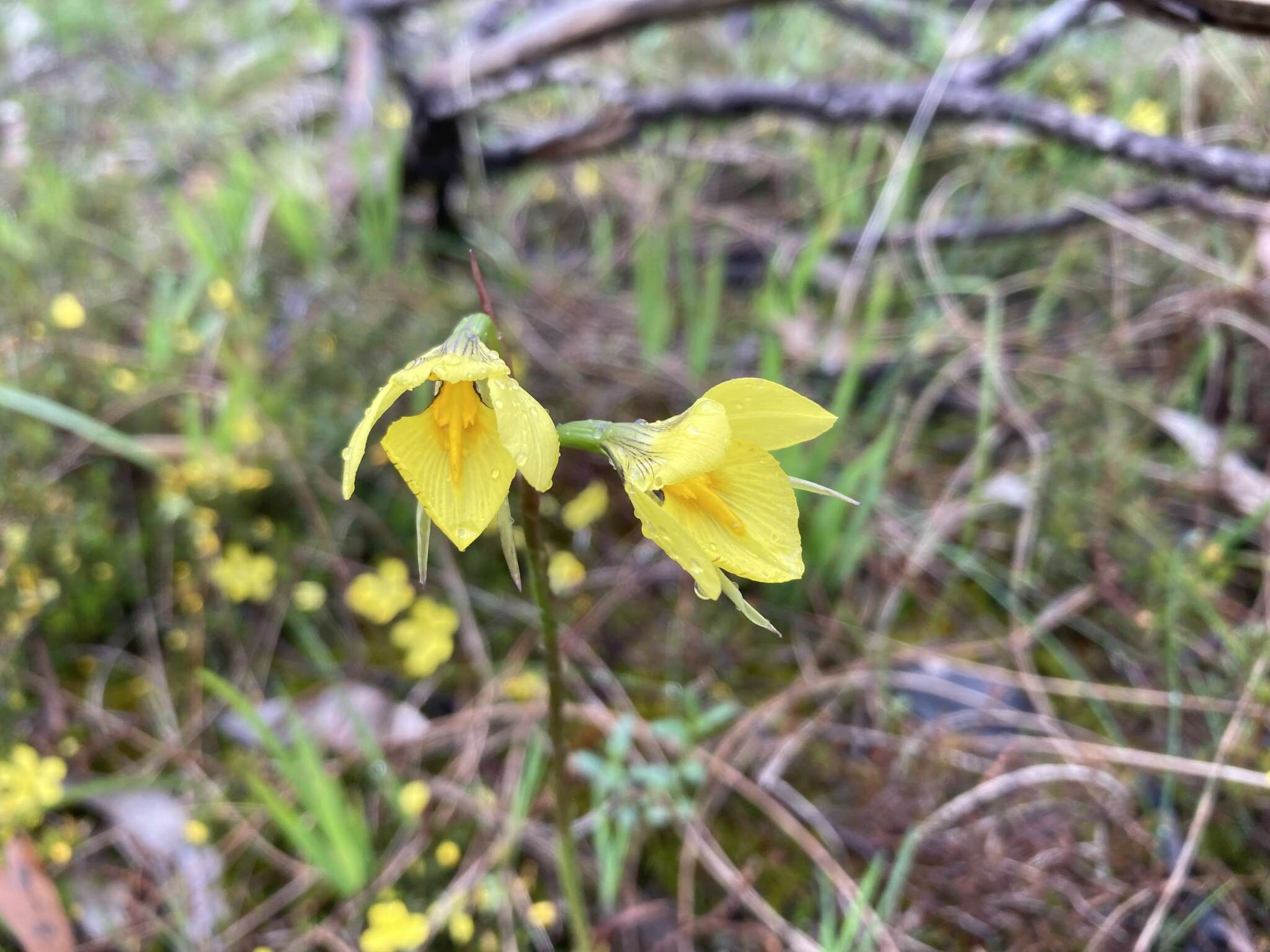 Plancia ëd Diuris behrii Schltdl.