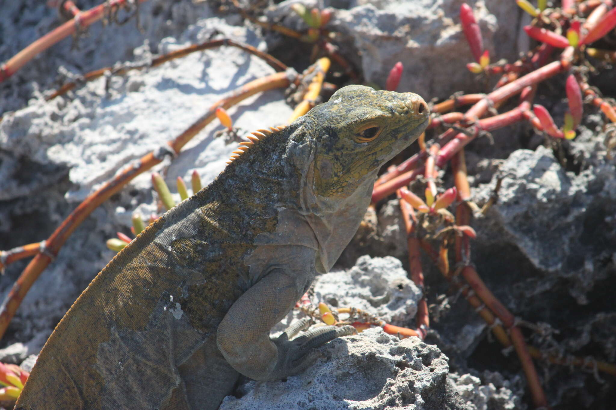 Image of Cyclura rileyi rileyi Stejneger 1903