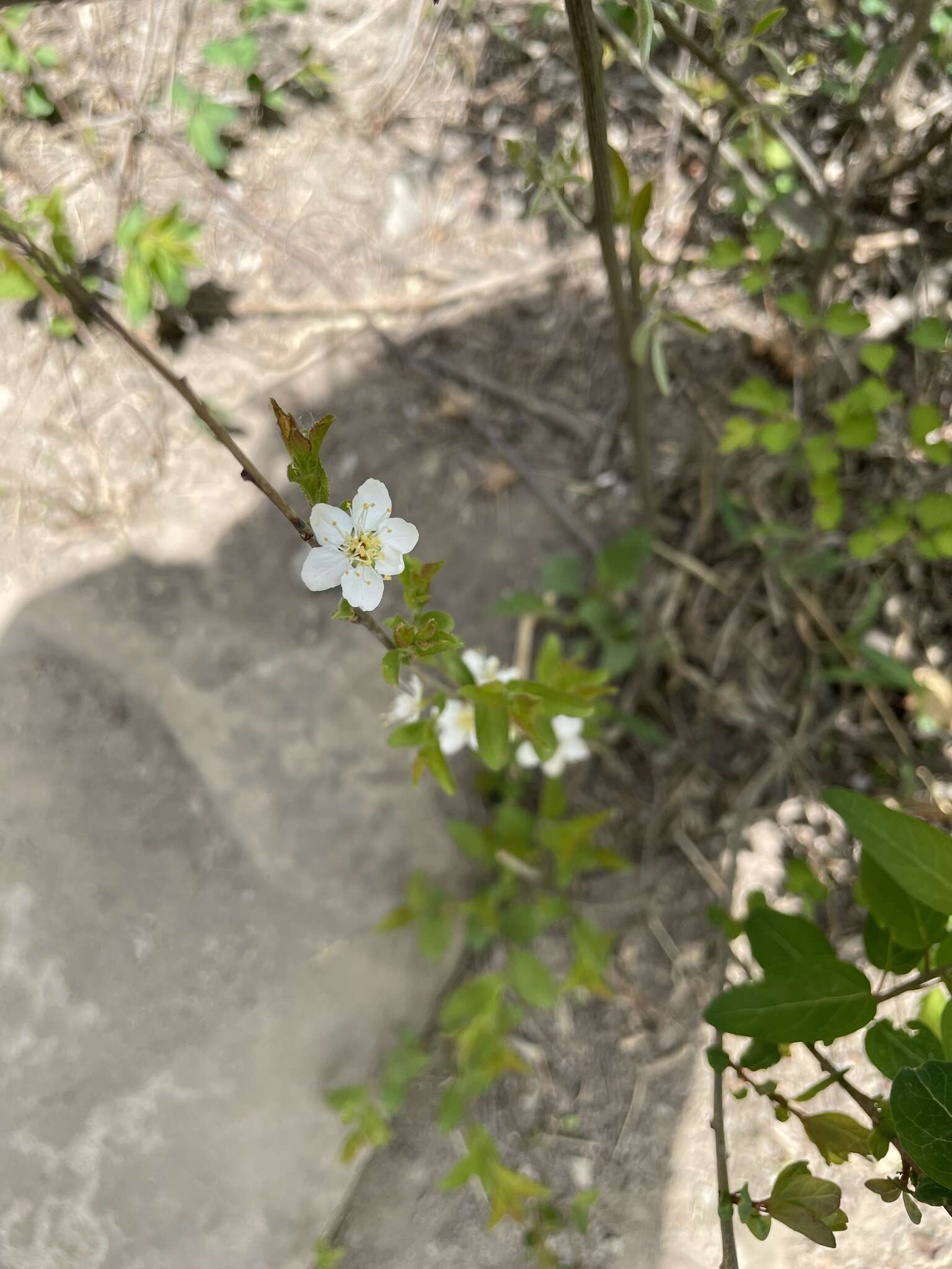 Imagem de Prunus humilis Bunge