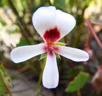 Image of Pelargonium setulosum Turcz.