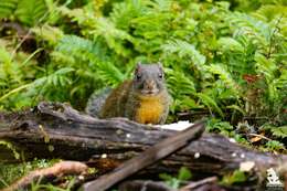 Image of Orange-bellied Himalayan Squirrel