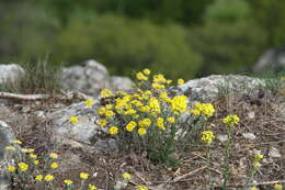 Image of Alyssum repens subsp. trichostachyum (Rupr.) Hayek