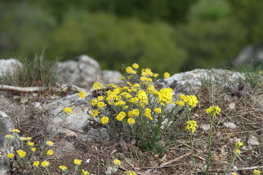 Image of Alyssum repens Baumg.