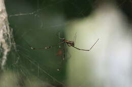 Image of Argyrodes fissifrons O. Pickard-Cambridge 1869