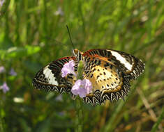 Cethosia cyane euanthes Fruhstorfer 1912 resmi