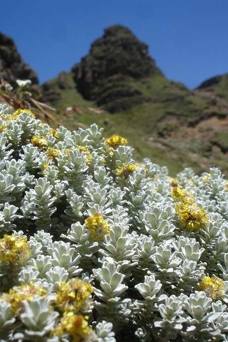 Image de Helichrysum trilineatum DC.