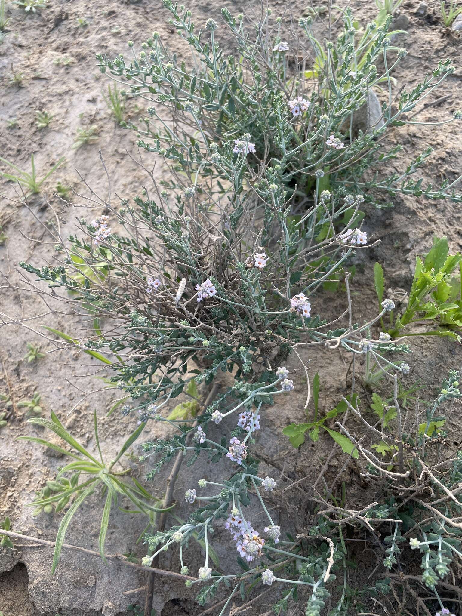 Image de Lippia fastigiata Brandegee