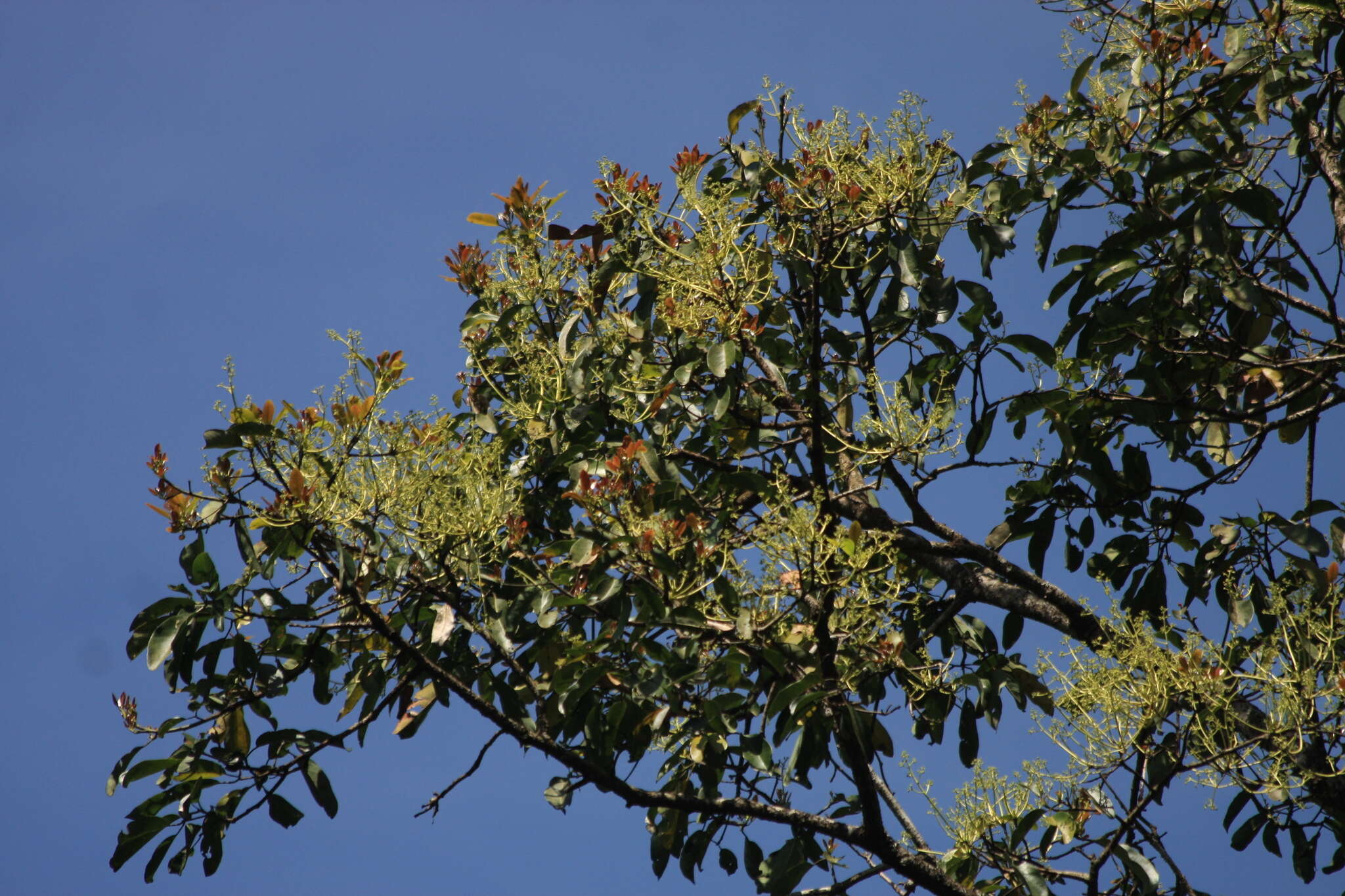 Image of Machilus macranthus Nees