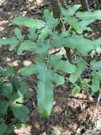 Image of maidenhair creeper