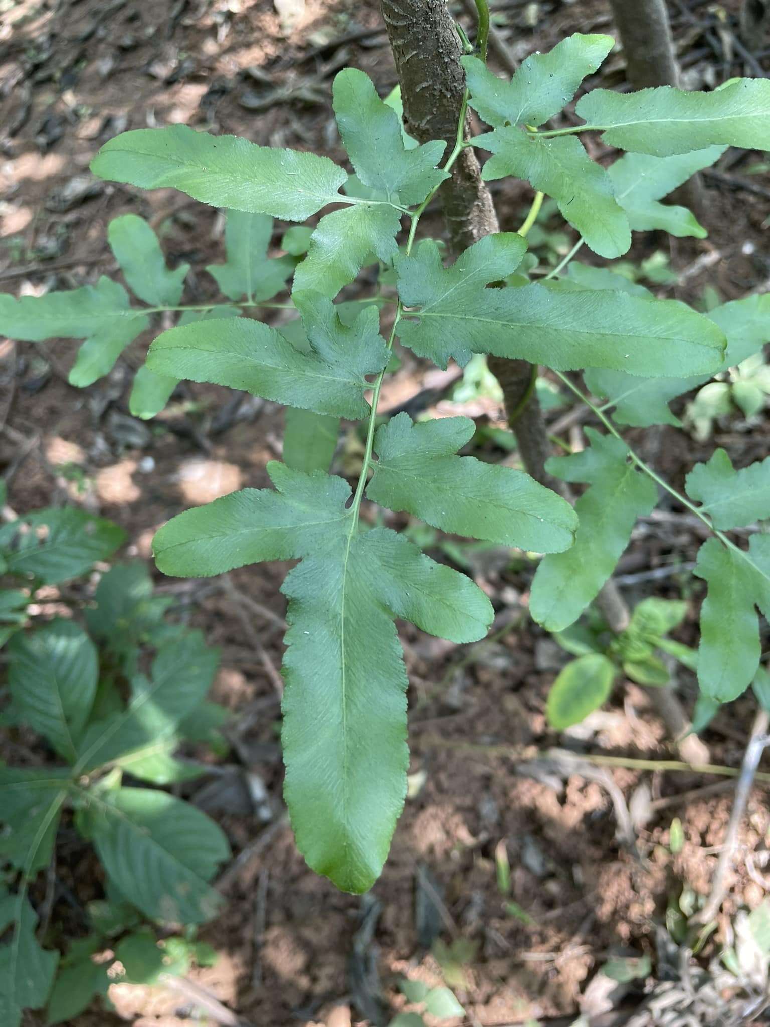 Image of maidenhair creeper