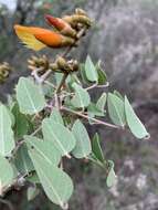 Image of Erythrina breviflora DC.