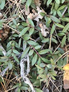 Image of Oregon boxleaf