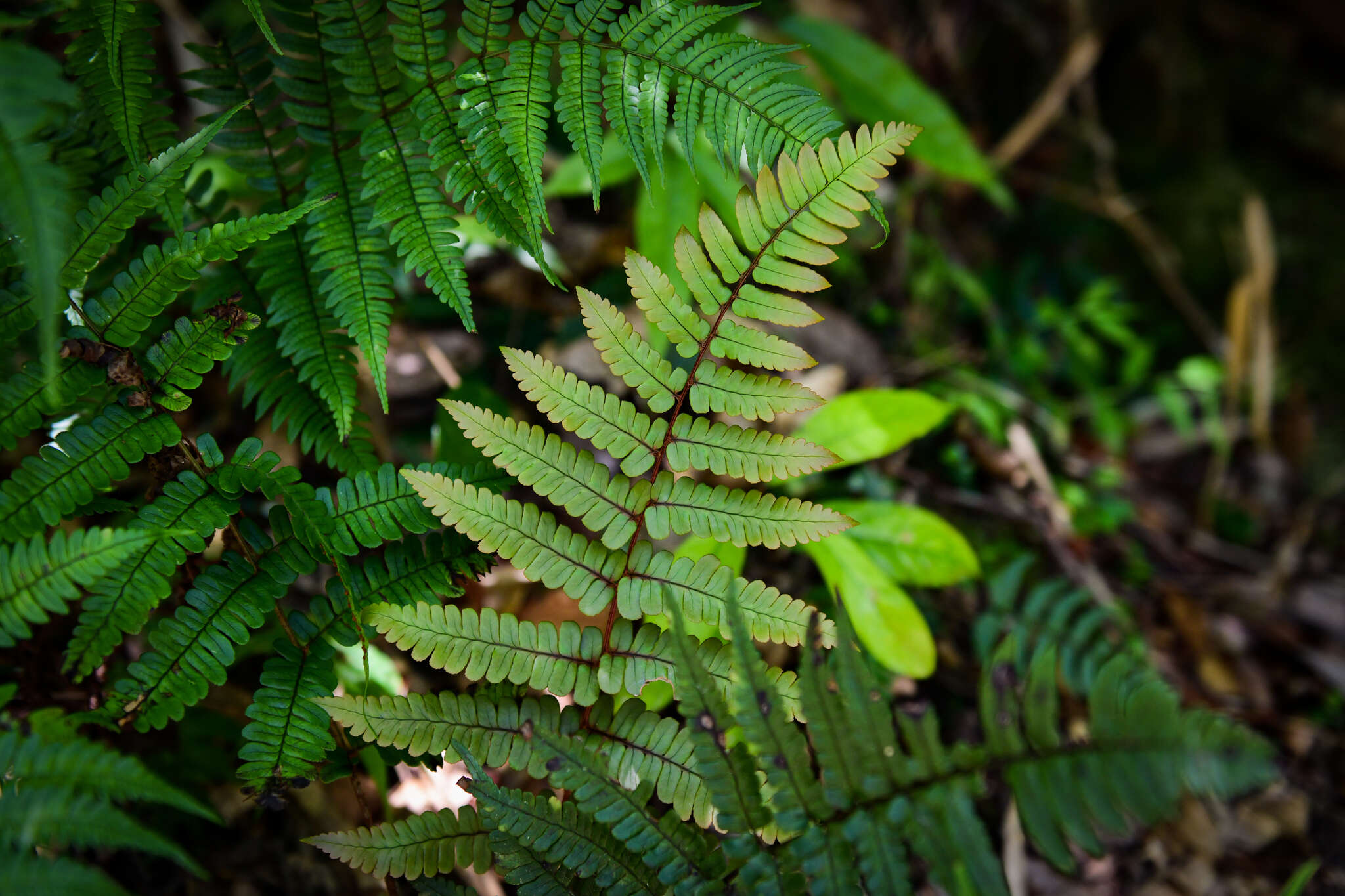 Image de Dryopteris decipiens var. diplazioides (Christ) Ching