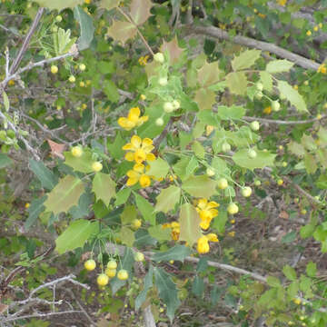 Image of Texas barberry