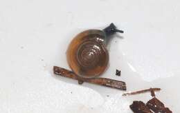 Image of Cellar glass-snail