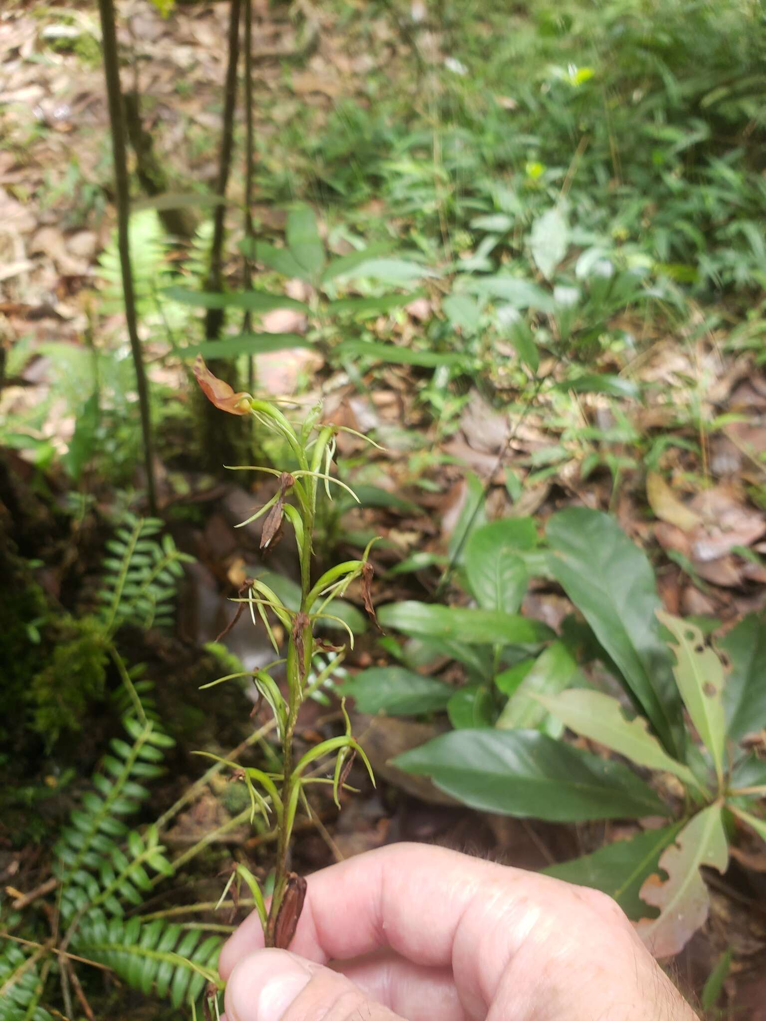 Image of Lily-leaf Orchid