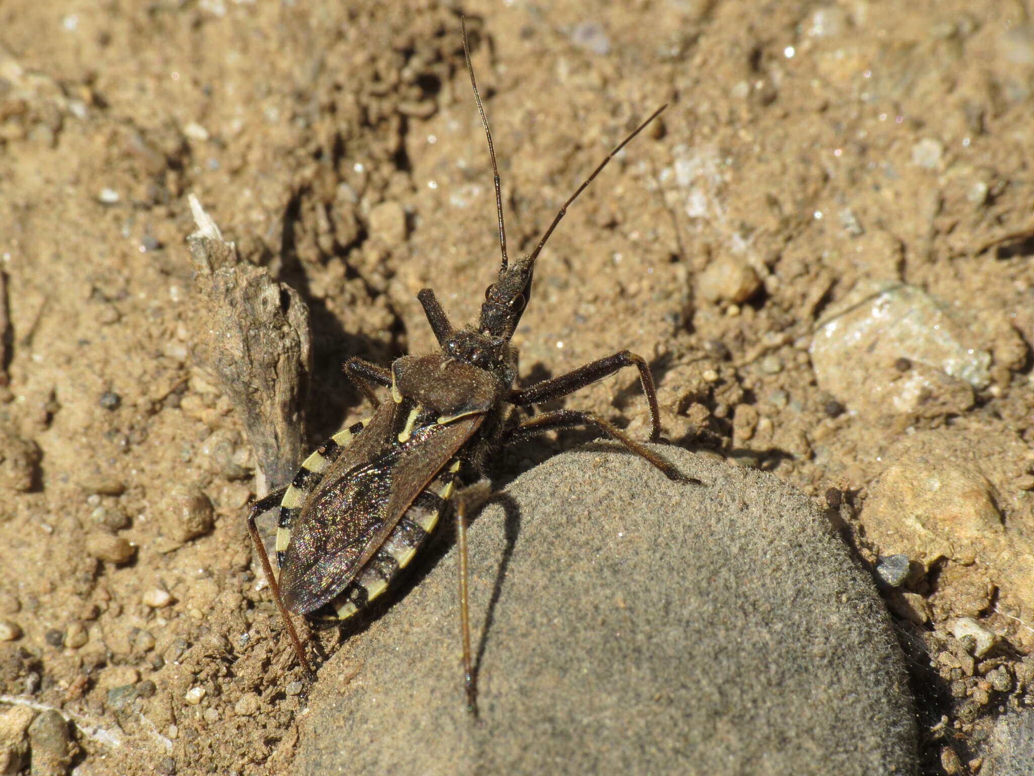 Plancia ëd Rhynocoris erythropus (Linnaeus 1767)